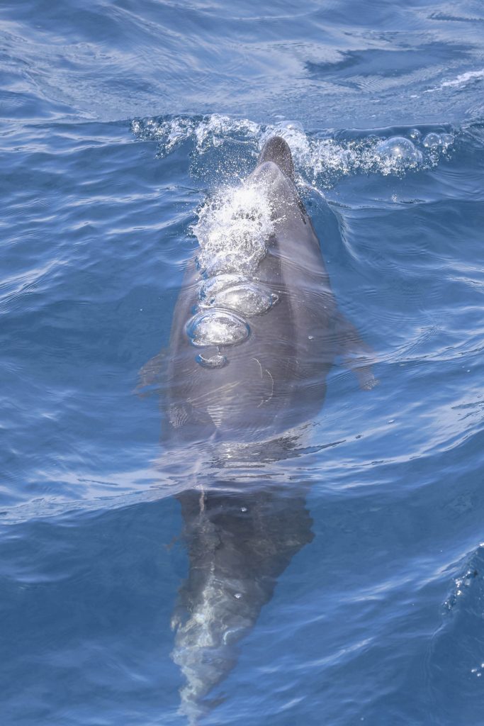 20250524 0K2A3010 | San Diego Whale Watch 3