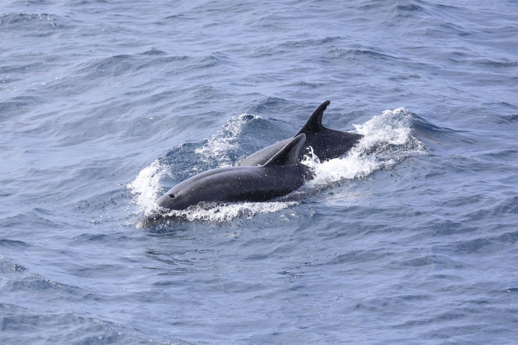 20250524 0K2A3204 | San Diego Whale Watch 5