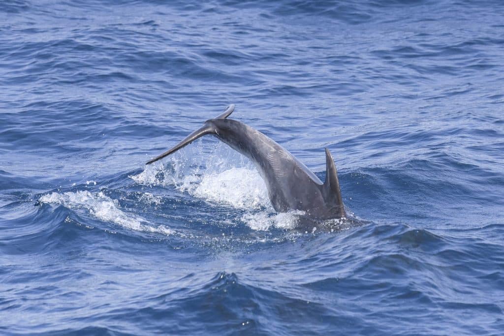20250524 0K2A3316 | San Diego Whale Watch 7