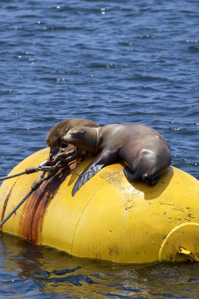 20250524 0K2A3619 | San Diego Whale Watch 11