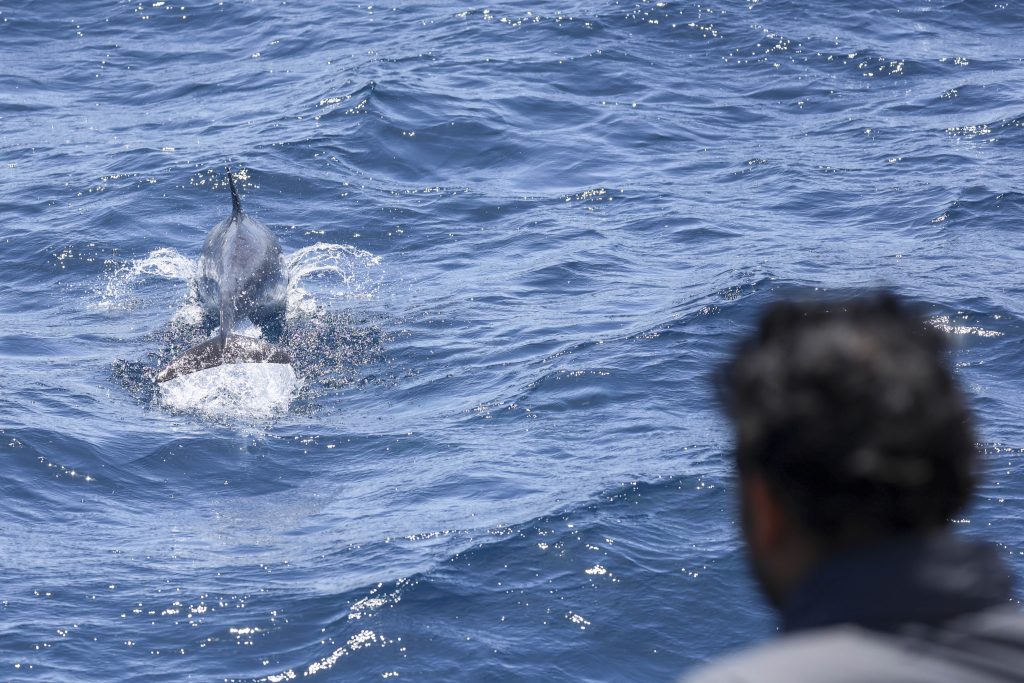20250524 0K2A3725 | San Diego Whale Watch 13