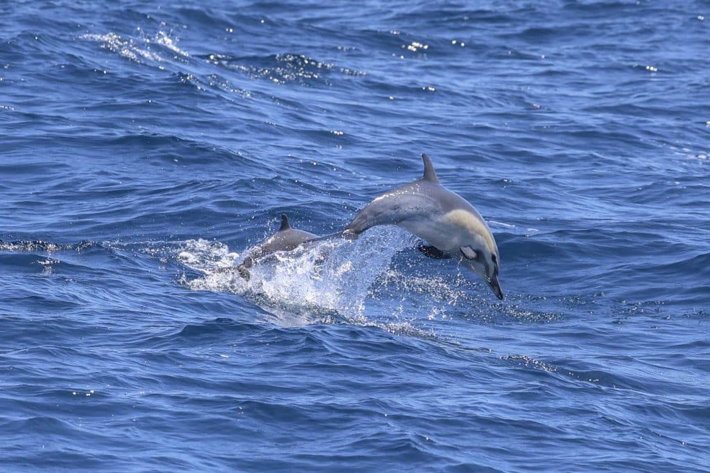 20250524 0K2A4393 | San Diego Whale Watch 15