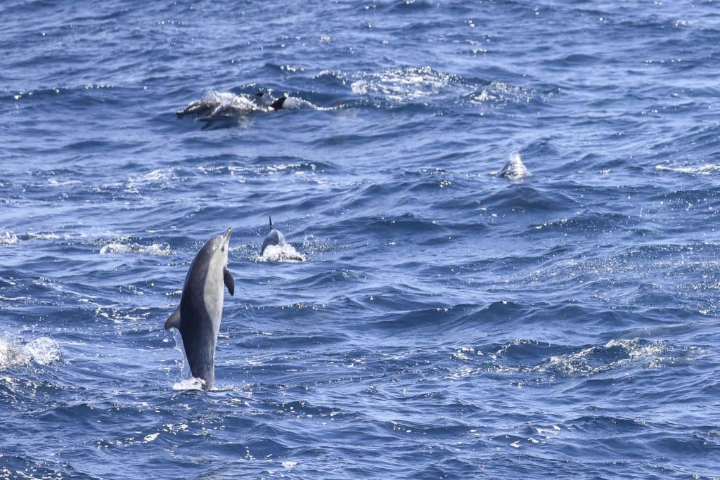 20250524 0K2A4473 | San Diego Whale Watch 25