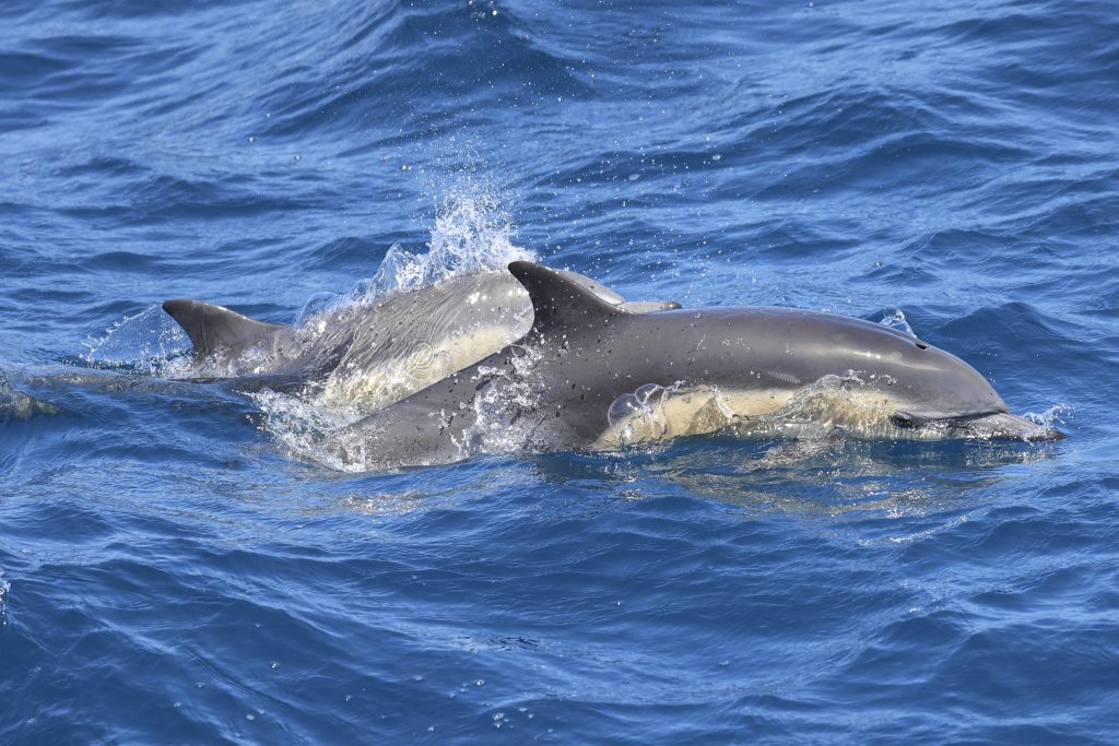 20250524 0K2A4528 | San Diego Whale Watch 21