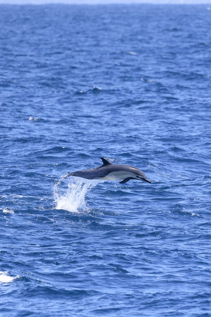 20250524 0K2A4799 | San Diego Whale Watch 19