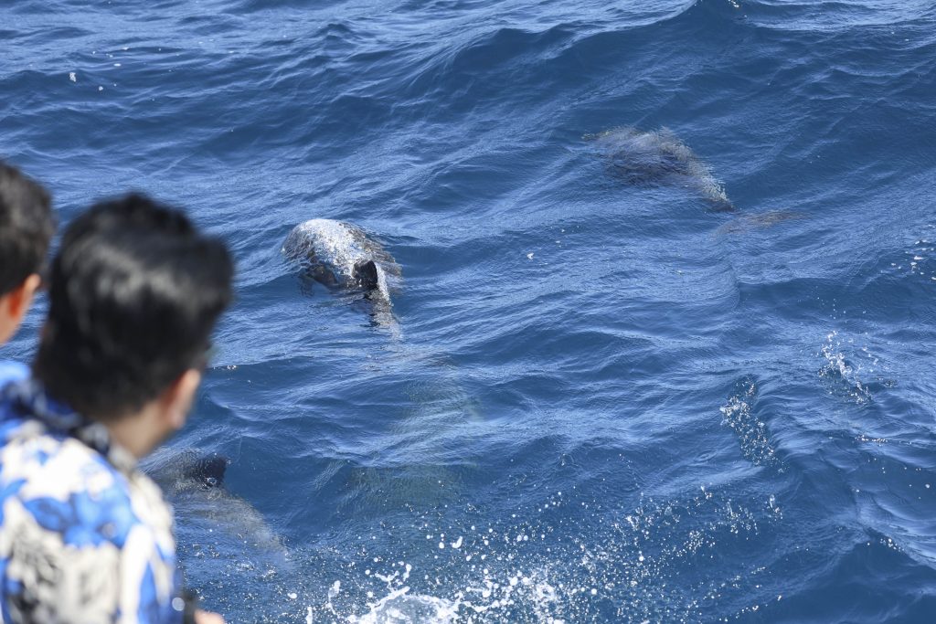 20250524 0K2A4837 | San Diego Whale Watch 23