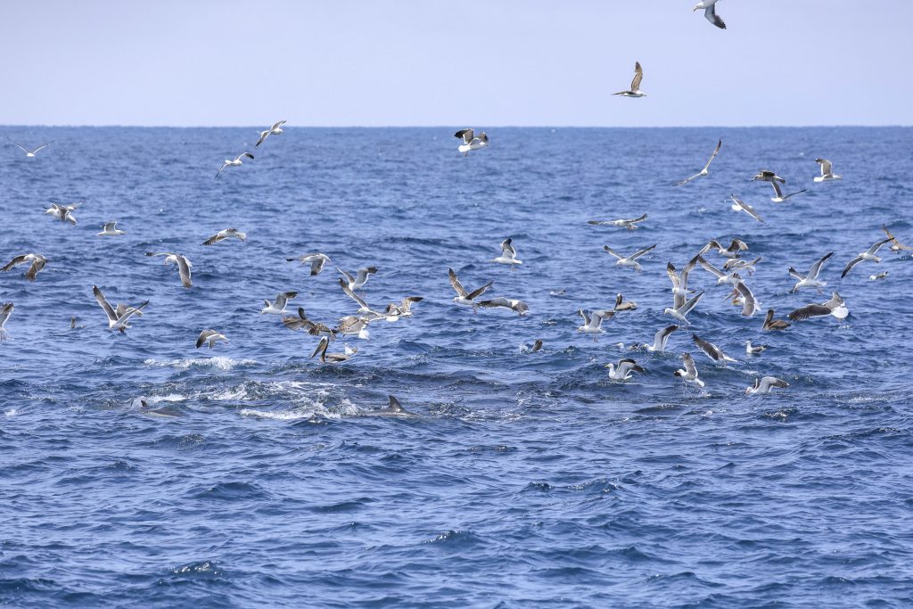 20250525 0K2A7115 | San Diego Whale Watch 7