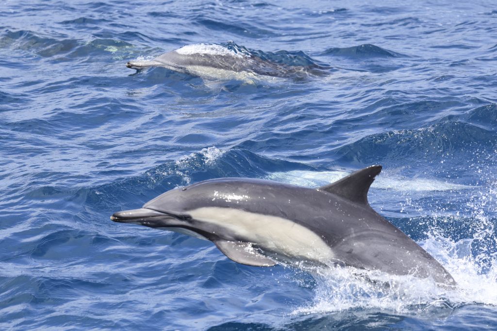 20250525 0K2A7584 | San Diego Whale Watch 5