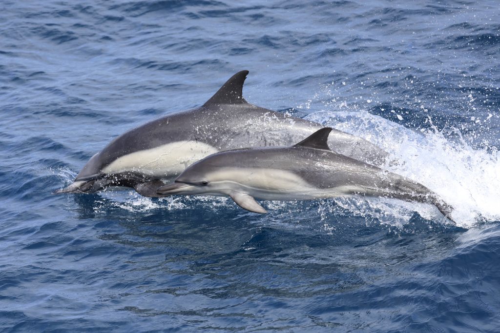 20250525 0K2A7662 | San Diego Whale Watch 1