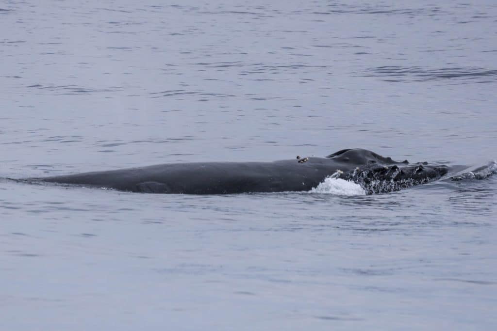 20250526 0K2A7978 1 | San Diego Whale Watch 5