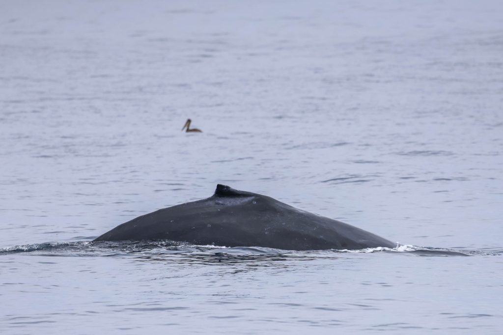 20250526 0K2A8001 | San Diego Whale Watch 3