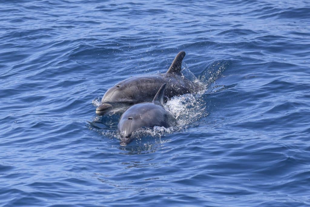 20250526 0K2A9142 | San Diego Whale Watch 1