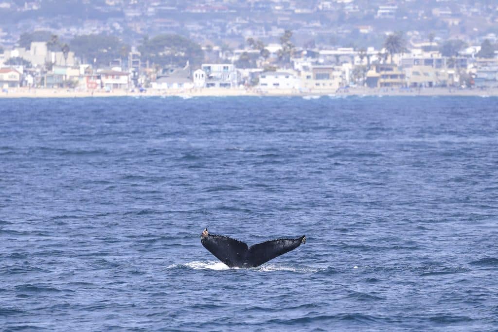 20250526 0K2A9882 | San Diego Whale Watch 7