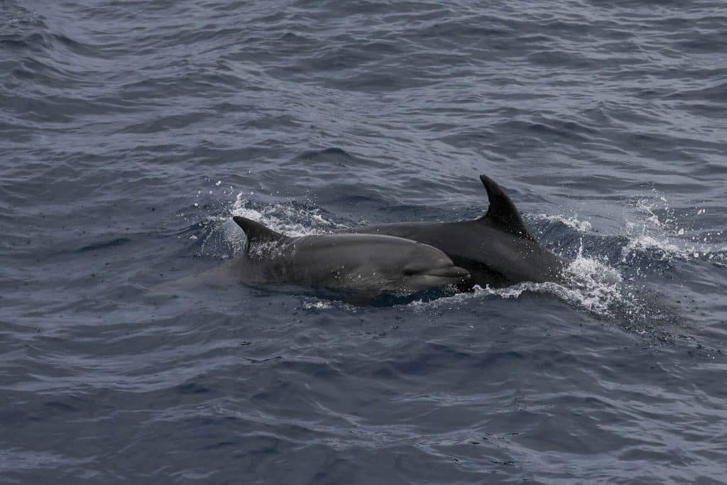 20250526 0K2A9934 | San Diego Whale Watch 9
