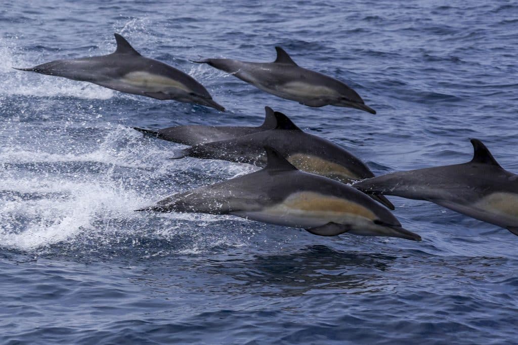 20250527 0K2A0762 | San Diego Whale Watch 1