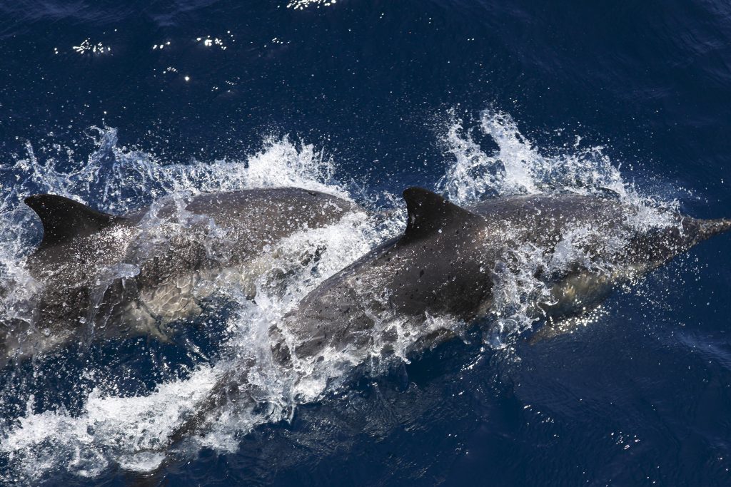 20250527 0K2A1074 | San Diego Whale Watch 3