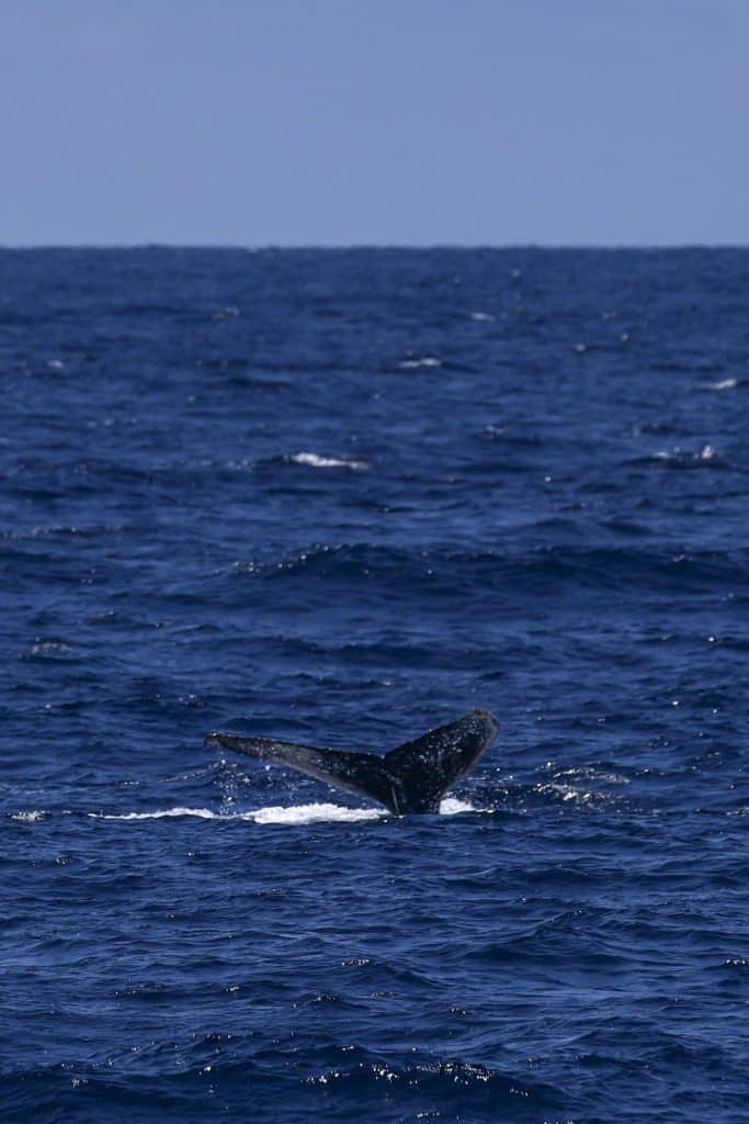 20250527 0K2A1146 | San Diego Whale Watch 7