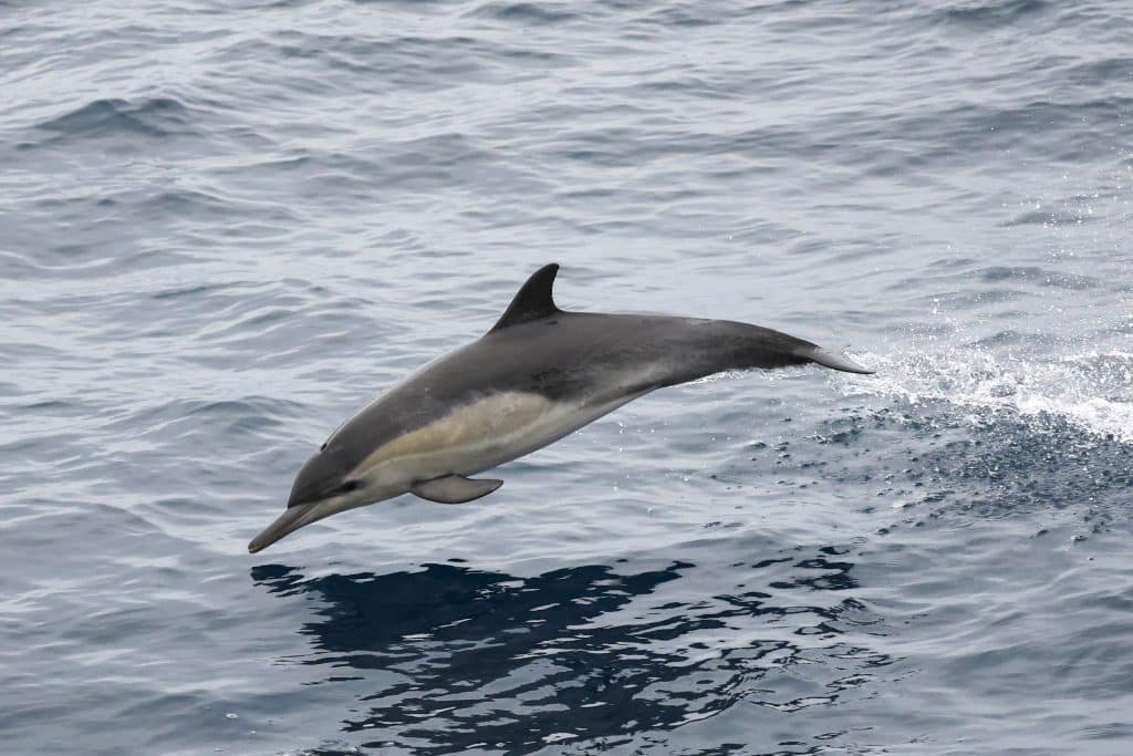 20250527 0K2A1284 | San Diego Whale Watch 9