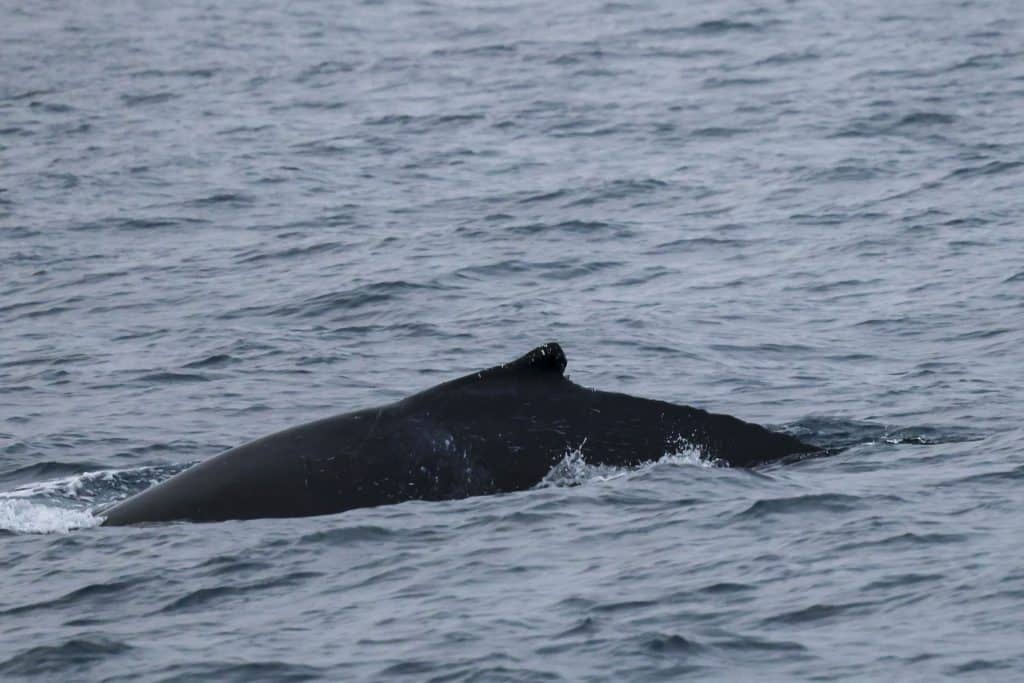 20250527 0K2A1692 | San Diego Whale Watch 11