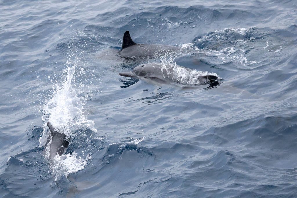 20250527 0K2A1727 | San Diego Whale Watch 13
