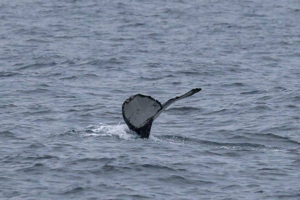 20250527 0K2A1824 | San Diego Whale Watch 15