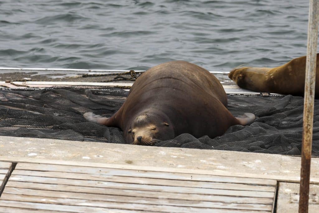 20250528 0K2A2084 | San Diego Whale Watch 24