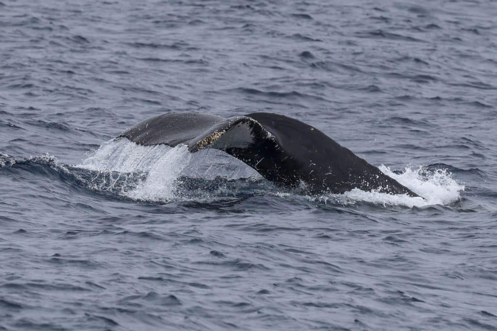 20250528 0K2A2211 | San Diego Whale Watch 20