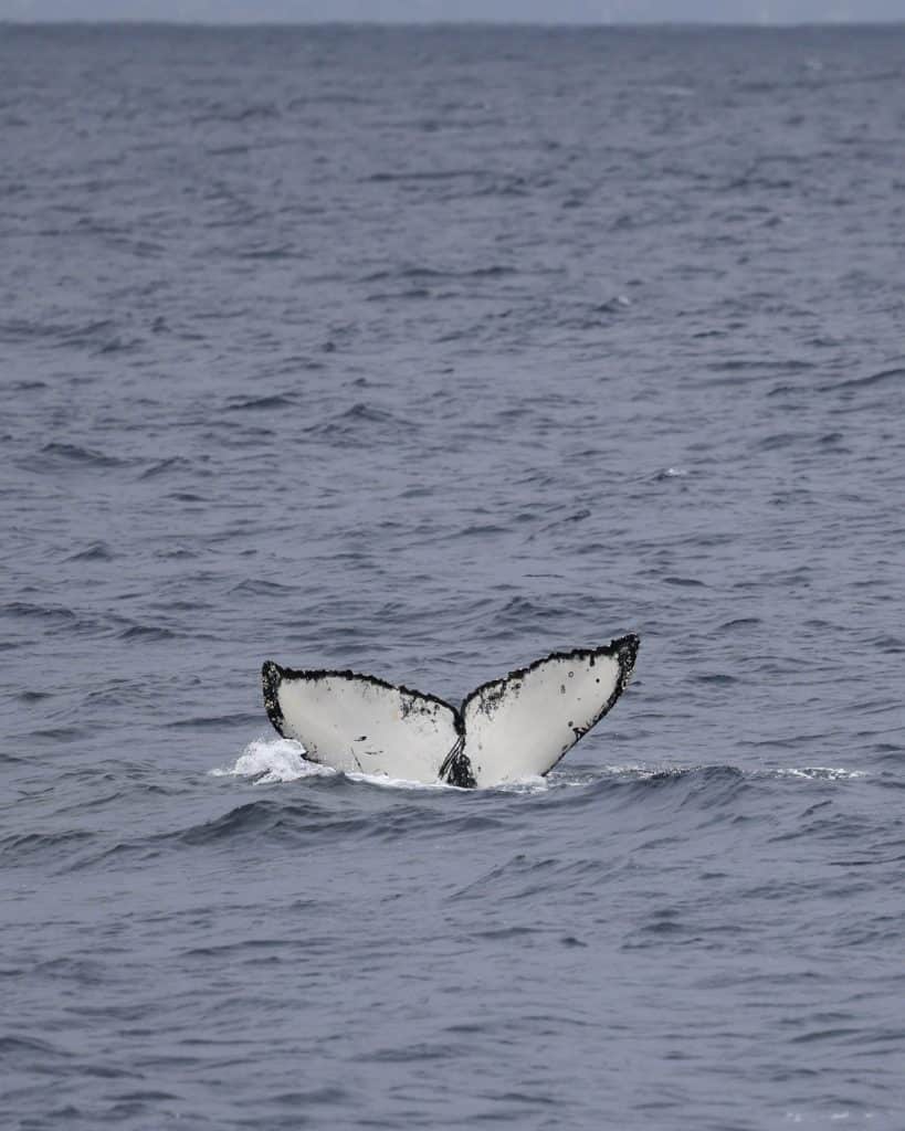 20250528 0K2A2314 | San Diego Whale Watch 18