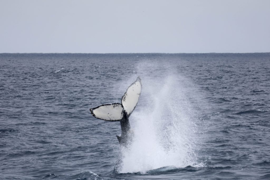 20250528 0K2A2376 | San Diego Whale Watch 16
