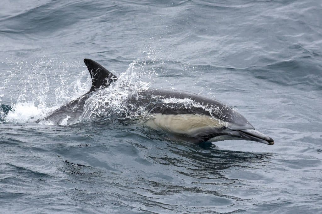 20250528 0K2A2492 | San Diego Whale Watch 22
