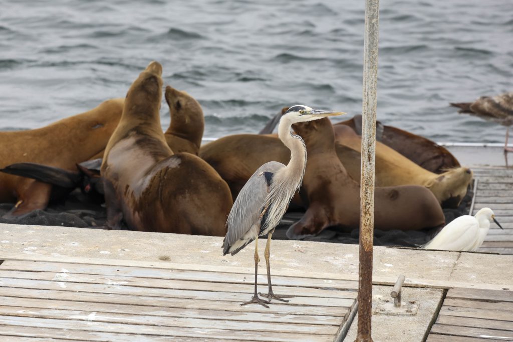 20250529 0K2A2663 | San Diego Whale Watch 20