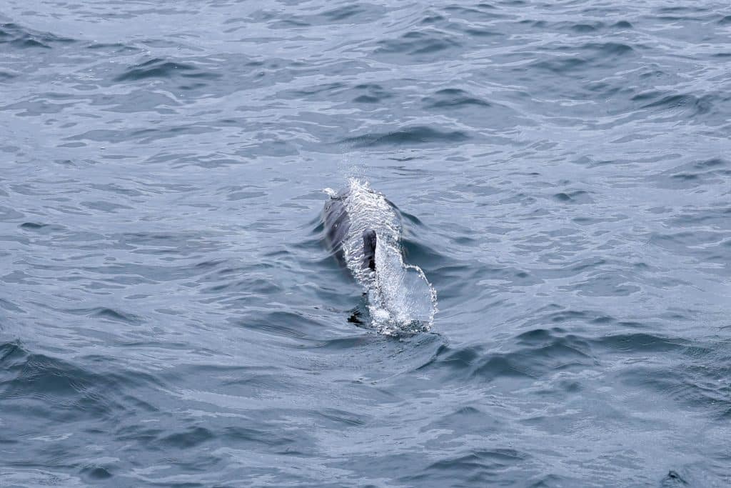 20250529 0K2A2690 | San Diego Whale Watch 22