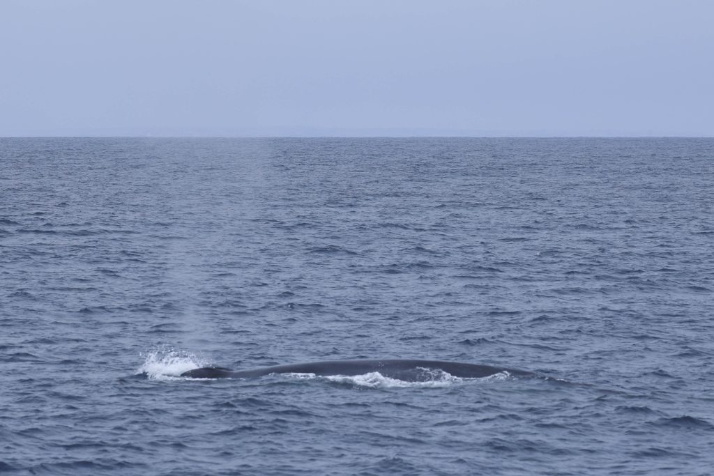 20250529 0K2A3061 | San Diego Whale Watch 24