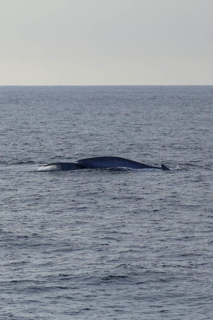 20250529 0K2A4569 | San Diego Whale Watch 18