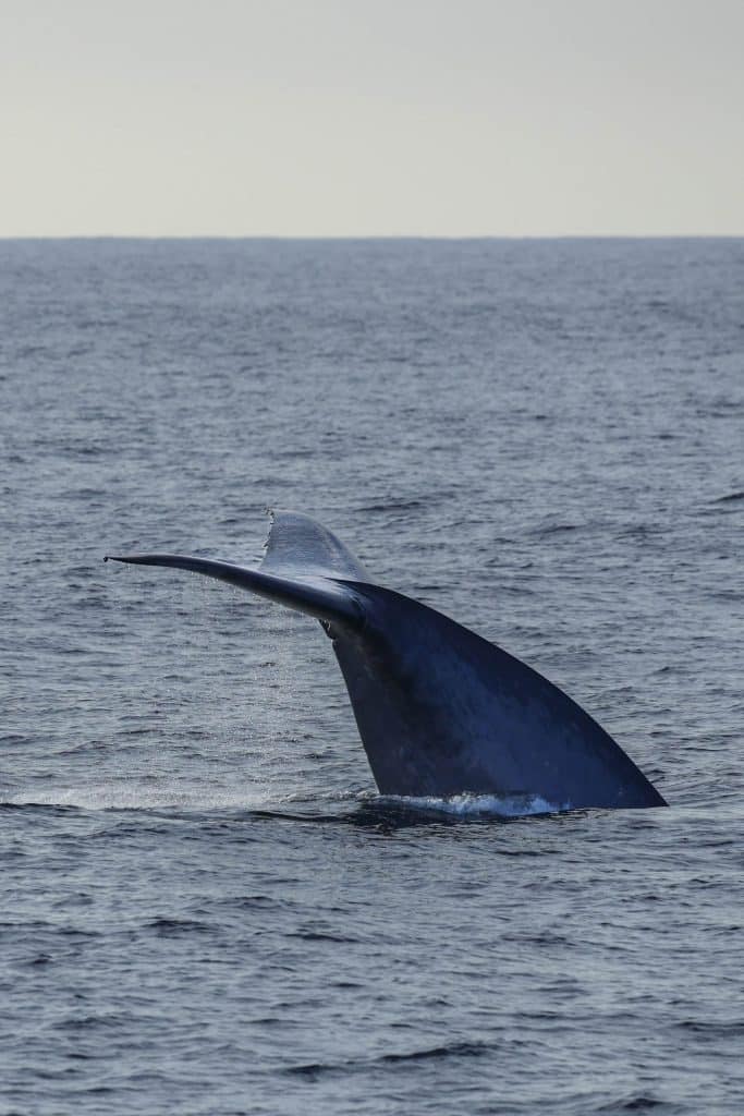 20250529 0K2A4655 | San Diego Whale Watch 16