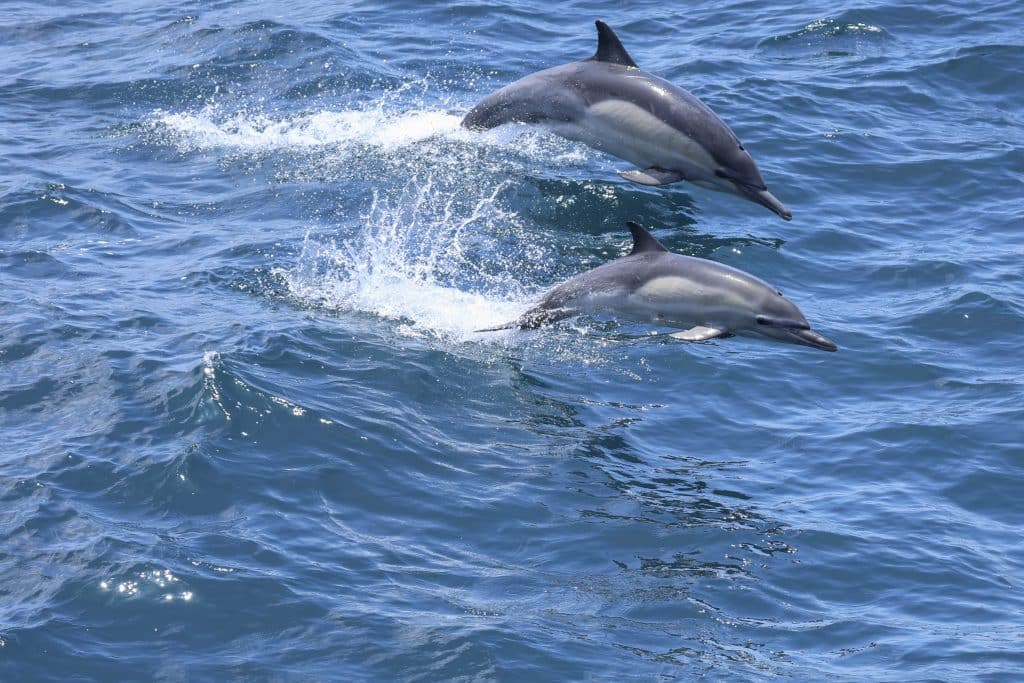 20250530 0K2A4768 | San Diego Whale Watch 9