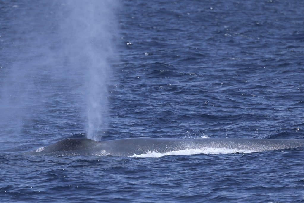 20250530 0K2A4886 | San Diego Whale Watch 5