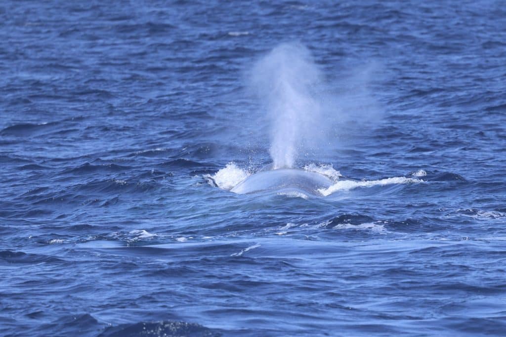 20250530 0K2A4996 | San Diego Whale Watch 7