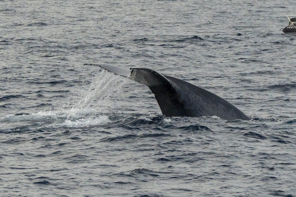 20250530 DSC9084 | San Diego Whale Watch 1