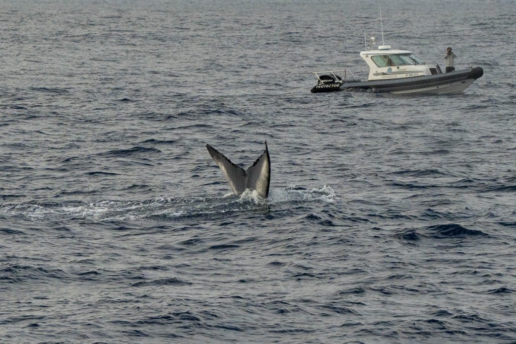 20250530 DSC9090 | San Diego Whale Watch 3