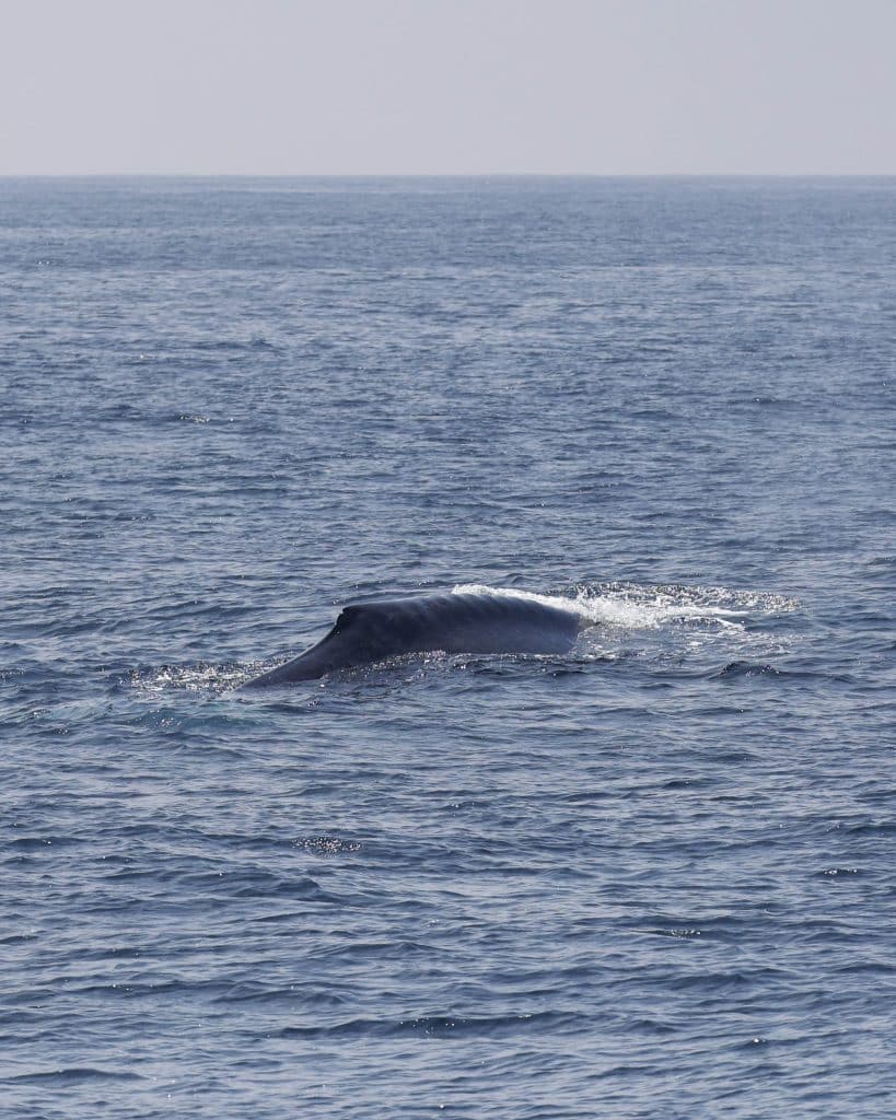 20250531 0K2A5883 | San Diego Whale Watch 5