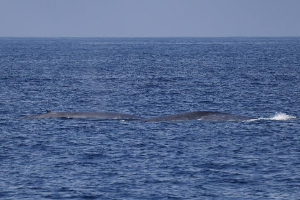 20250531 0K2A6709 | San Diego Whale Watch 1