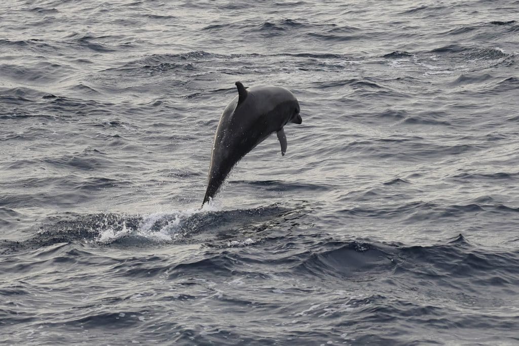 20250531 0K2A6849 | San Diego Whale Watch 7