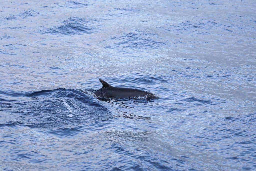 20260501 0K2A4940 | San Diego Whale Watch 9