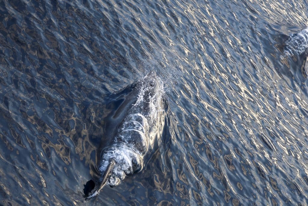 20260501 0K2A5029 | San Diego Whale Watch 11