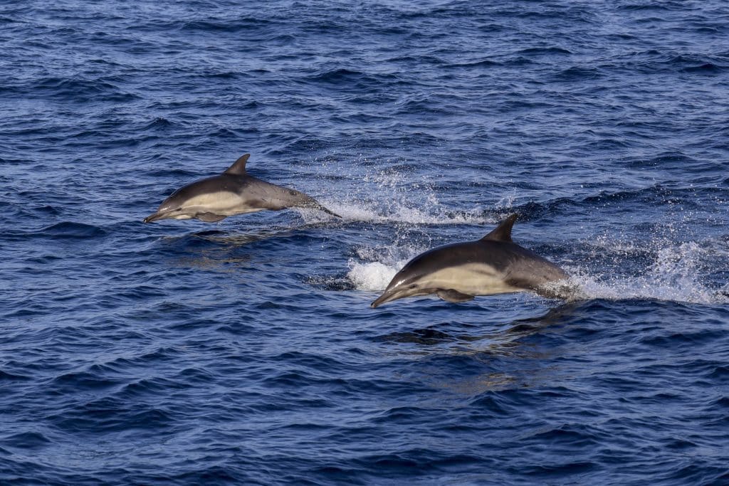 20260502 0K2A5334 | San Diego Whale Watch 27