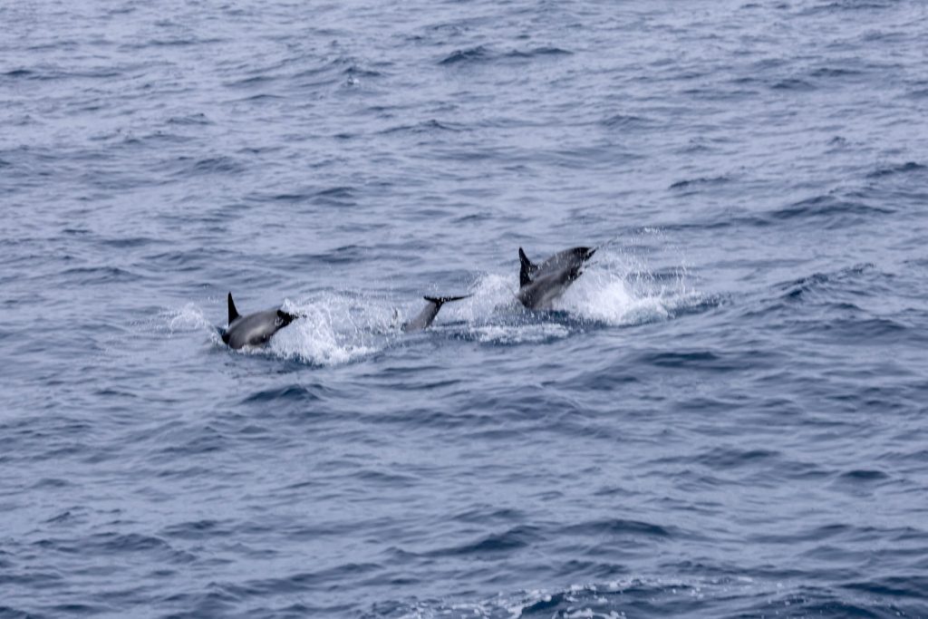 20260503 0K2A6113 | San Diego Whale Watch 9