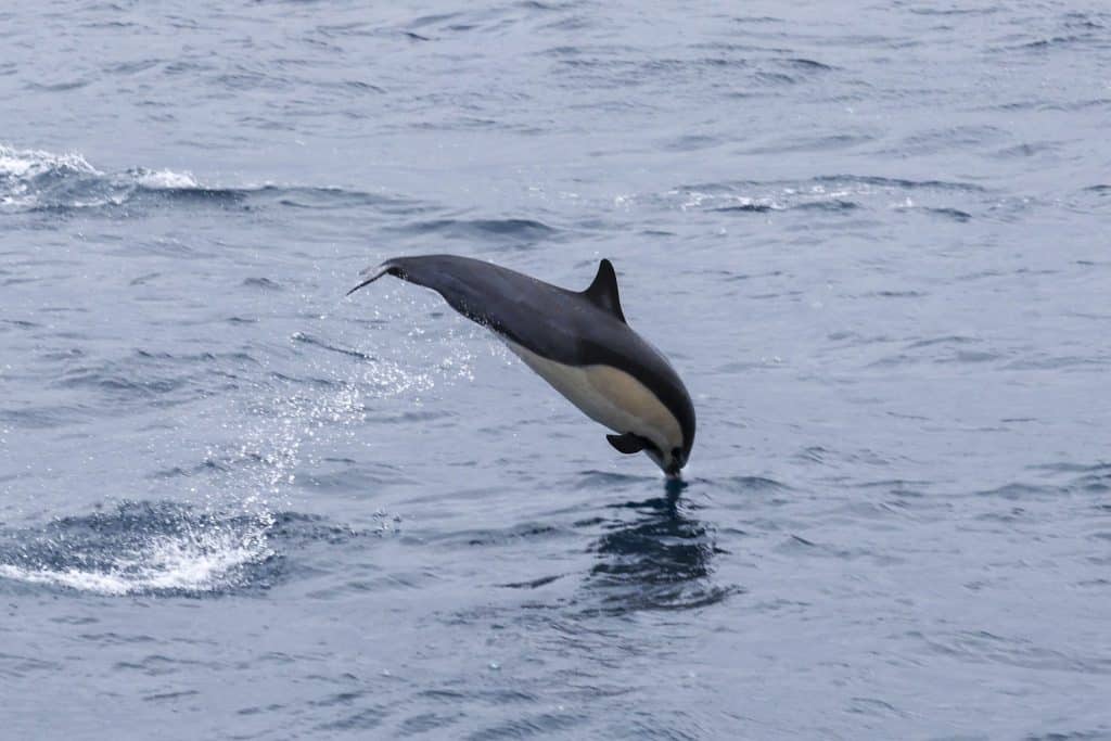 20260506 0K2A6359 | San Diego Whale Watch 21