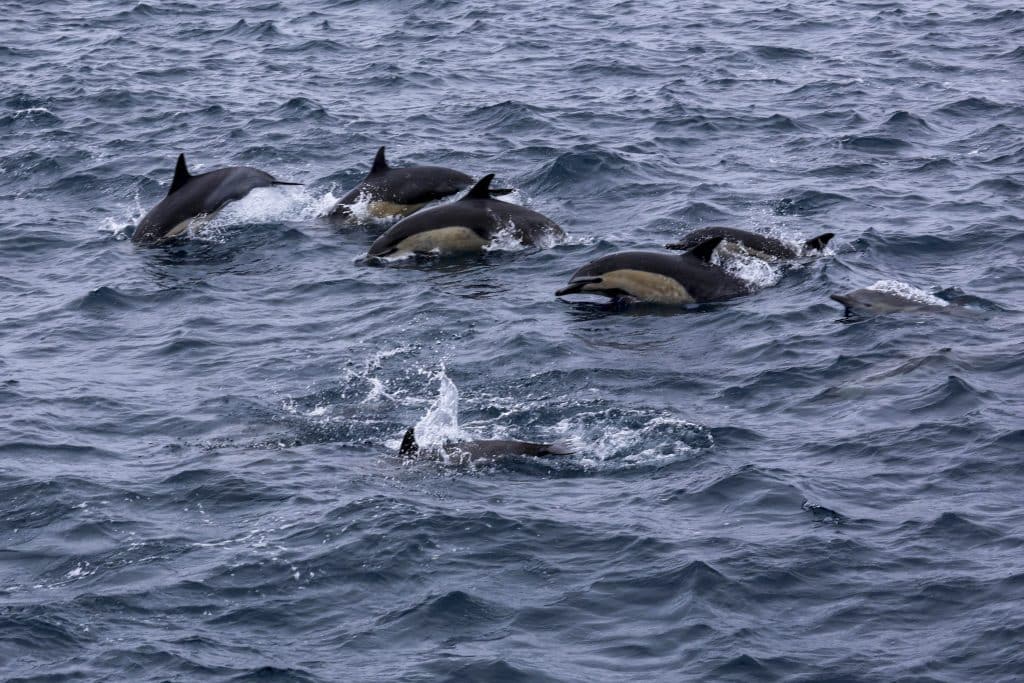 20260506 0K2A6389 | San Diego Whale Watch 23