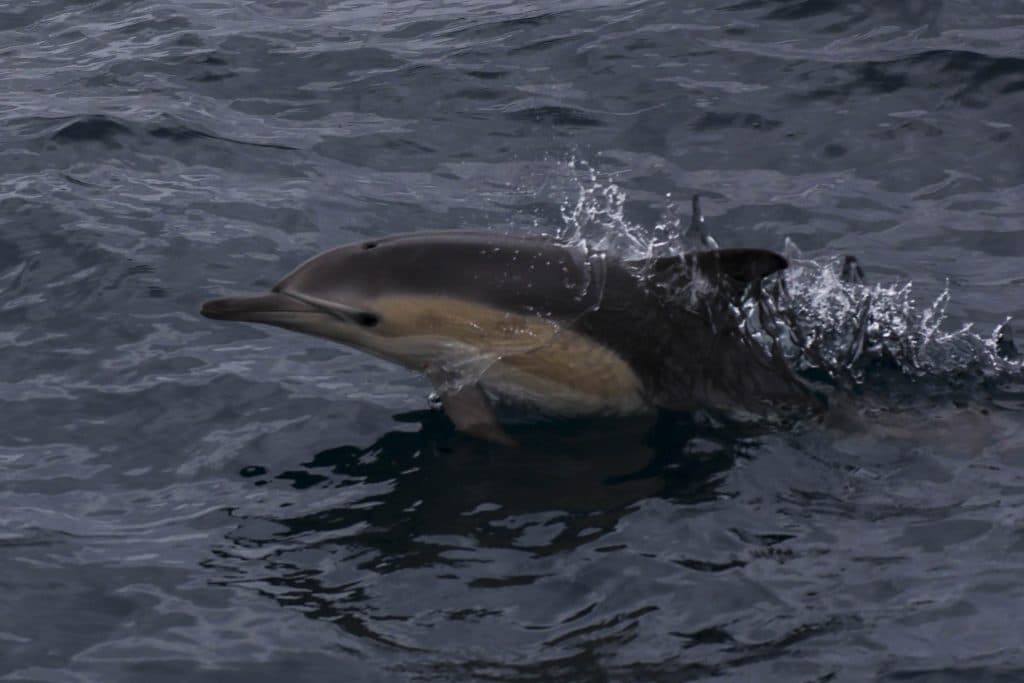 20260506 0K2A6750 | San Diego Whale Watch 25
